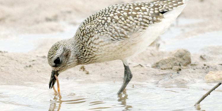 Photo by Randy Mitchell A juvenile black-bellied plover rinses off a worm it has pulled from the mud. I snapped this photo in September 2019 near a large lake. An adult in the fall will look similar to this, but with a lighter (mostly white) belly and breast, and the markings on the back and wings will be less crisp