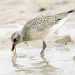 Photo by Randy Mitchell A juvenile black-bellied plover rinses off a worm it has pulled from the mud. I snapped this photo in September 2019 near a large lake. An adult in the fall will look similar to this, but with a lighter (mostly white) belly and breast, and the markings on the back and wings will be less crisp