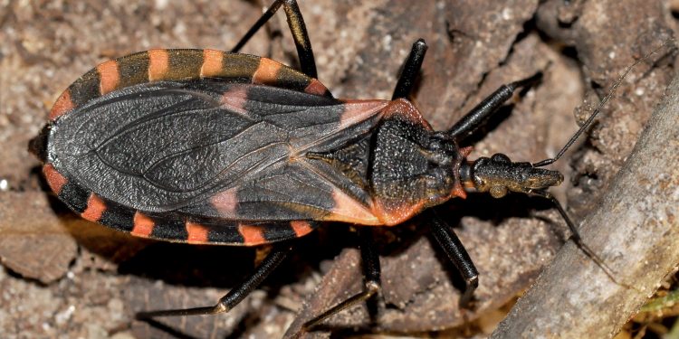 An eastern bloodsucking conenose walks along a forest floor. Note the overall black coloring and the six reddish-orange spots (or stripes) on each side of the abdomen. Photo by Randy Mitchell