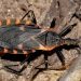 An eastern bloodsucking conenose walks along a forest floor. Note the overall black coloring and the six reddish-orange spots (or stripes) on each side of the abdomen. Photo by Randy Mitchell