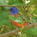 Photo by Randy Mitchell A male painted bunting perches on a tree branch