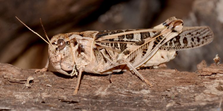 Photo by Randy Mitchell A female wrinkled grasshopper clings to a piece of wood. Note the large head and bulky body. Note the overall beige coloring, with brown, leopard-like spots on the wings and legs