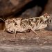 Photo by Randy Mitchell A female wrinkled grasshopper clings to a piece of wood. Note the large head and bulky body. Note the overall beige coloring, with brown, leopard-like spots on the wings and legs
