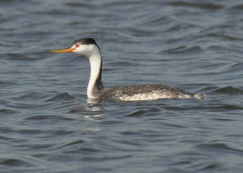 A Clark’s grebe floats along on Lake Hefner Oct. 7 in Oklahoma City. Note the white plumage along the neck and face, and how the red eye is surrounded by white. On a western grebe, the black coloring of the cap extends down below the eye. Also, Clark’s grebes have more whitish coloring on the sides of the body than do western grebes