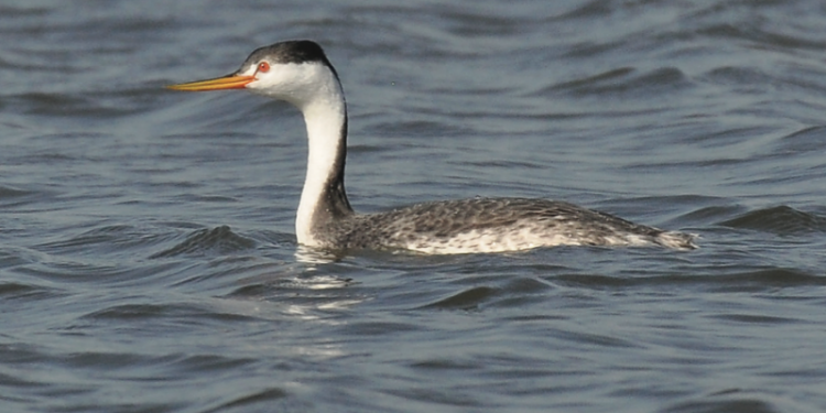 A Clark’s grebe floats along on Lake Hefner Oct. 7 in Oklahoma City. Note the white plumage along the neck and face, and how the red eye is surrounded by white. On a western grebe, the black coloring of the cap extends down below the eye. Also, Clark’s grebes have more whitish coloring on the sides of the body than do western grebes