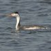 A Clark’s grebe floats along on Lake Hefner Oct. 7 in Oklahoma City. Note the white plumage along the neck and face, and how the red eye is surrounded by white. On a western grebe, the black coloring of the cap extends down below the eye. Also, Clark’s grebes have more whitish coloring on the sides of the body than do western grebes