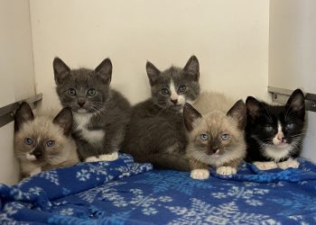 This litter of nursing kittens at the Elgin Animal Shelter will be available for adoption once they are weened. Photo by Lisa Carroll