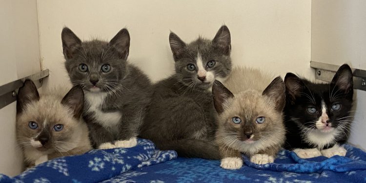 This litter of nursing kittens at the Elgin Animal Shelter will be available for adoption once they are weened. Photo by Lisa Carroll
