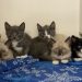 This litter of nursing kittens at the Elgin Animal Shelter will be available for adoption once they are weened. Photo by Lisa Carroll
