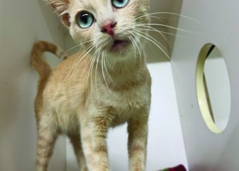 Pet Of The Week: Adorable April