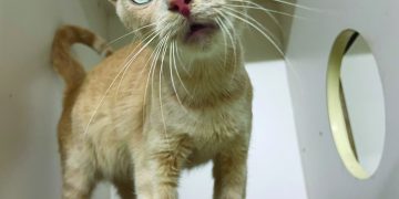 Pet Of The Week: Adorable April