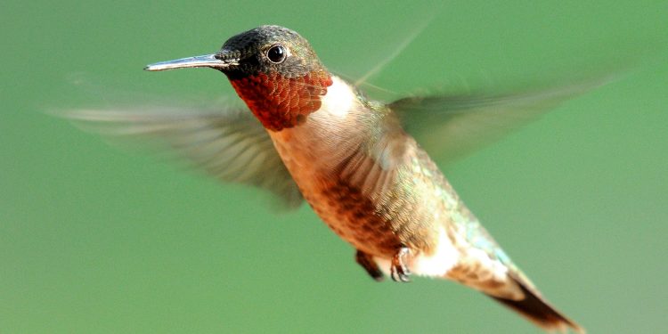 Randy's Natural World |