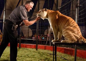 Big Top, big cats coming to Fletcher Oct. 2