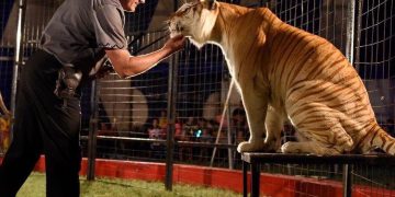 Big Top, big cats coming to Fletcher Oct. 2