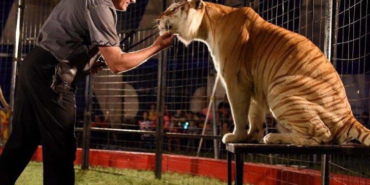 Big Top, big cats coming to Fletcher Oct. 2