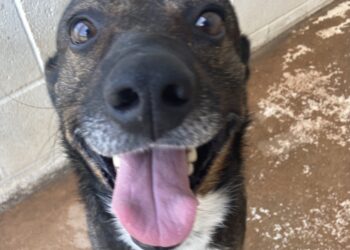 Elgin Animal Shelter featured pet