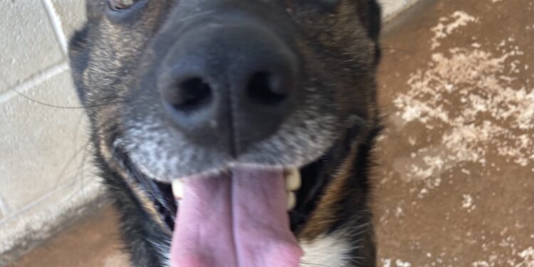 Elgin Animal Shelter featured pet