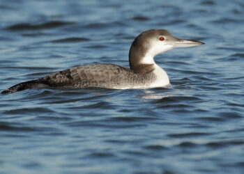 The common loon | The Southwest Chronicle