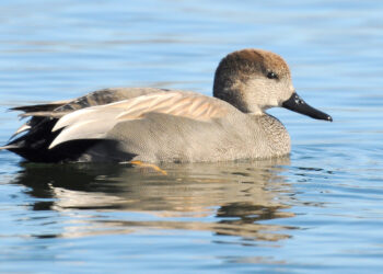 Pirate duck? | The Southwest Chronicle