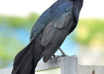 Parking lot chickens (Great-tailed grackle)