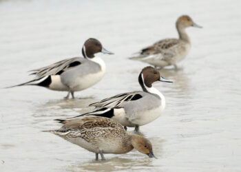 The northern pintail | The Southwest Chronicle