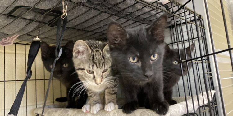 ELGIN ANIMAL SHELTER FEATURED PETS