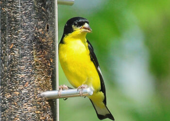 Lesser goldfinch | The Southwest Chronicle