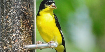 Lesser goldfinch | The Southwest Chronicle