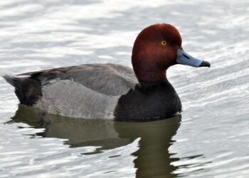 Redhead | The Southwest Chronicle