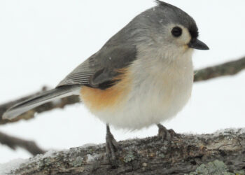 The Tufted Titmouse, It’s not a mouse!