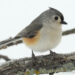 The Tufted Titmouse, It’s not a mouse!