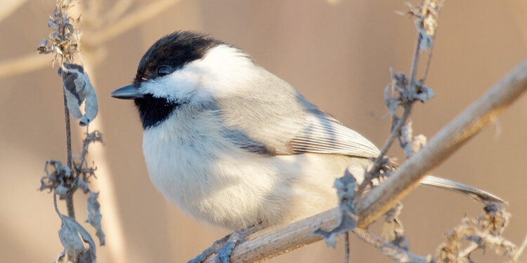 Carolina chickadee | The Southwest Chronicle