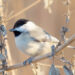 Carolina chickadee | The Southwest Chronicle