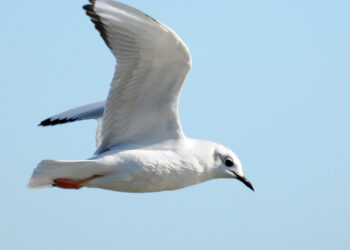 Randy's Natural World | The Southwest Chronicle