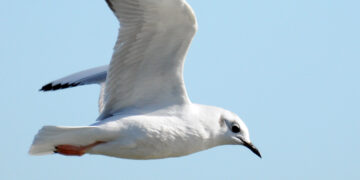 Randy's Natural World | The Southwest Chronicle