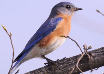 Bluebird of happiness | The Southwest Chronicle