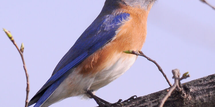 Bluebird of happiness | The Southwest Chronicle