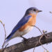 Bluebird of happiness | The Southwest Chronicle