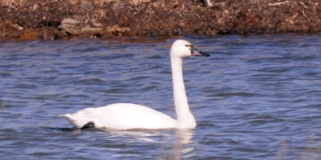 RANDY'S NATURAL WORLD: Swan song