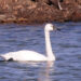 RANDY'S NATURAL WORLD: Swan song