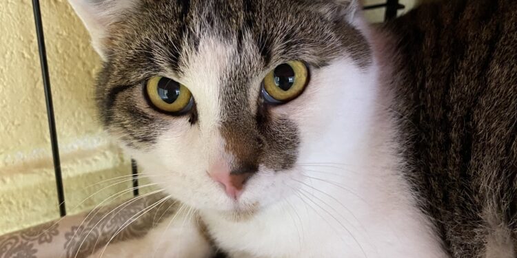 ELGIN ANIMAL SHELTER FEATURED PET: Jace