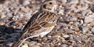 The Lapland longspur | The Southwest Chronicle