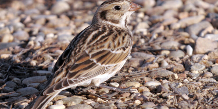 The Lapland longspur | The Southwest Chronicle