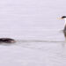 The western grebe | The Southwest Chronicle