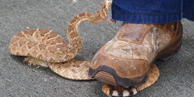 Apache Rattlesnake Festival offers snakes, other fun for visitors