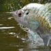 Crappie, Sand Bass action heating up