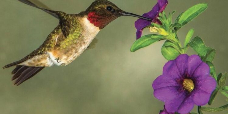 Hummingbirds are back