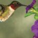 Hummingbirds are back
