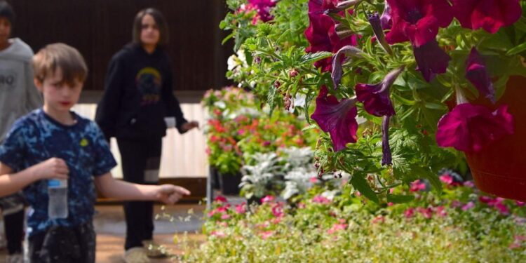 Lawton FFA spring plant sale to begin Friday