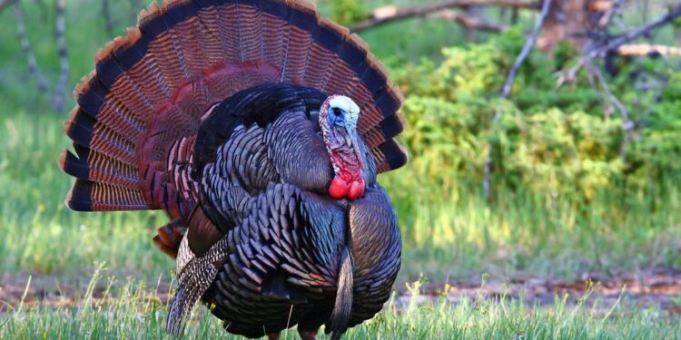 Turkey season tune-up